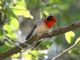 Red-faced Warbler (Cardellina rubrifrons) 