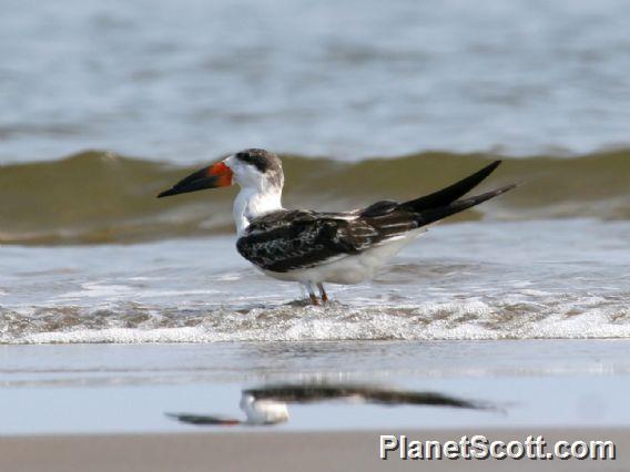 Black Skimmer (Rynchops niger) 