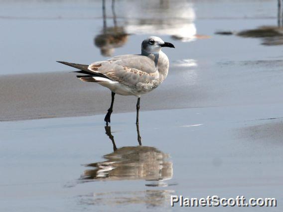 Laughing Gull (Larus atricilla) Nonbreeding