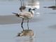 Laughing Gull (Larus atricilla) Nonbreeding
