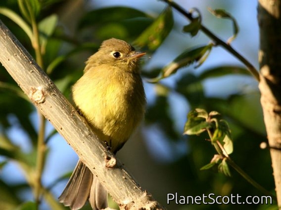 Cordilleran Flycatcher (Empidonax occidentalis)