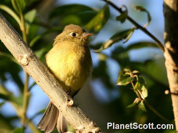 Western Flycatcher (Empidonax difficilis) 