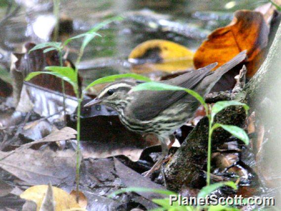 Northern Waterthrush (Seiurus noveboracensis) 