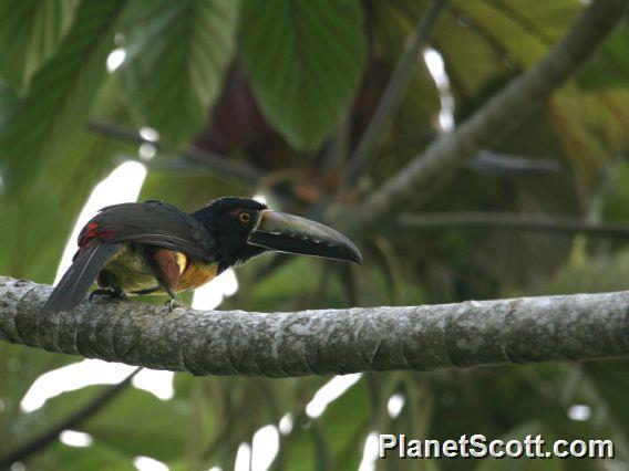 Collared Aracari (Pteroglossus torquatus) 