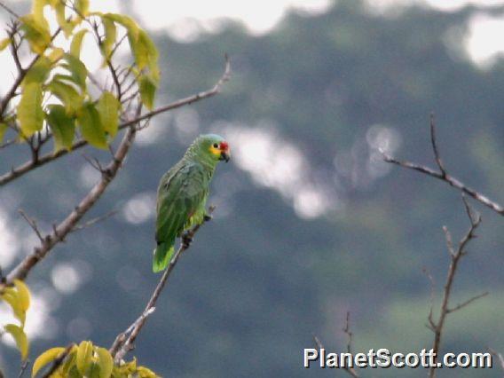 Red-lored Parrot (Amazona autumnalis) 
