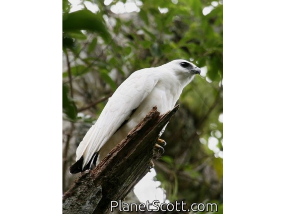 White Hawk (Leucopternis albicollis)