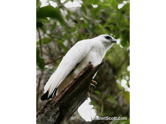 White Hawk (Pseudastur albicollis) 