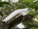 White Hawk (Leucopternis albicollis) 