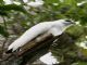 White Hawk (Pseudastur albicollis) 