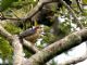 Black-cheeked Woodpecker (Melanerpes pucherani) 