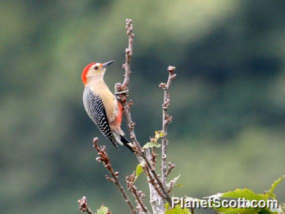 Golden-fronted Woodpecker (Melanerpes aurifrons) dubius ssp.