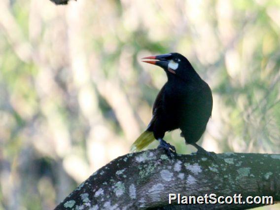 Montezuma Oropendola (Gymnostinops montezuma) 