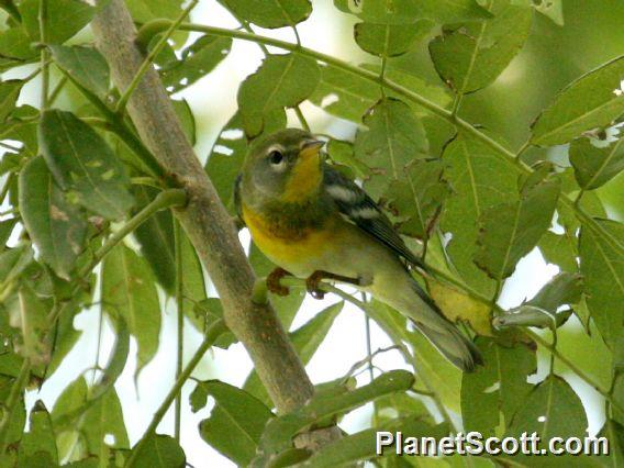 Northern Parula (Parula americana) 