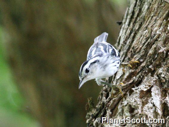 Black-and-white Warbler (Mniotilta varia) 