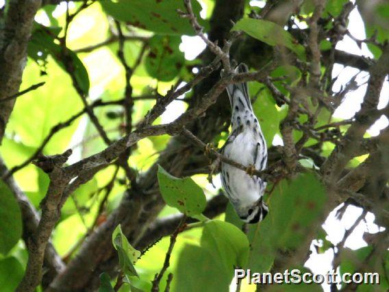 Black-and-white Warbler (Mniotilta varia) 