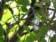 Black-and-white Warbler (Mniotilta varia) 