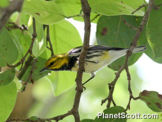 Black-throated Green Warbler (Dendroica virens) 