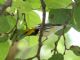 Black-throated Green Warbler (Dendroica virens) 