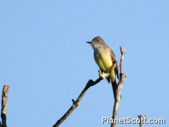 Dusky-capped Flycatcher (Myiarchus tuberculifer) 