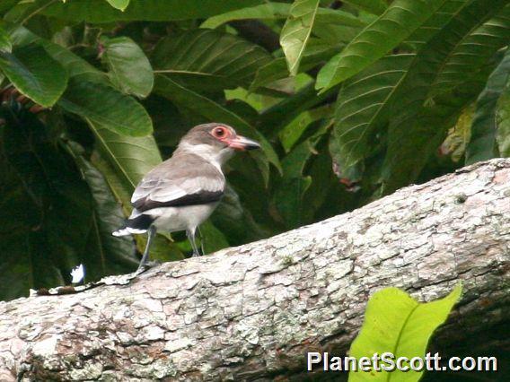 Masked Tityra (Tityra semifasciata) Juvenile