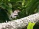 Masked Tityra (Tityra semifasciata) Juvenile
