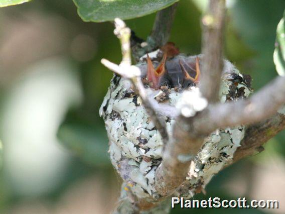 Green-breasted Mango (Anthracothorax prevostii) Nest