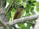 Rose-throated Becard (Pachyramphus aglaiae) 