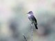 Tropical Pewee (Contopus cinereus) 