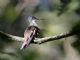 Azure-crowned Hummingbird (Amazilia cyanocephala) 