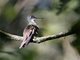 Wedge-tailed Sabrewing (Campylopterus curvipennis) Male