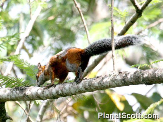 Red-bellied Squirrel (Sciurus aureogaster) 
