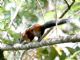 Red-bellied Squirrel (Sciurus aureogaster) 