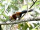 Variagated Squirrel (Sciurus variegatoides) 