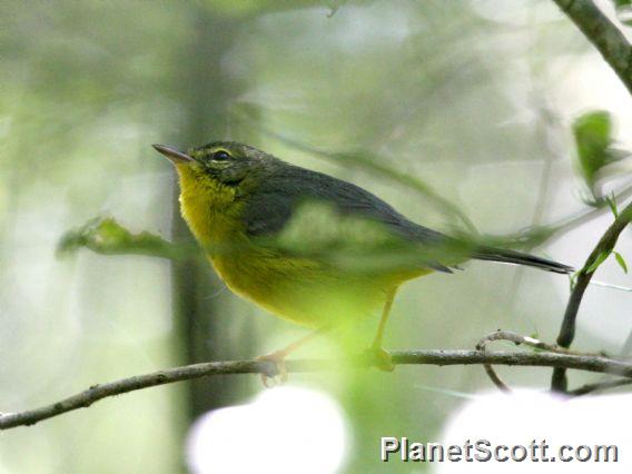 Golden-crowned Warbler (Basileuterus culicivorus) 