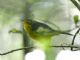 Golden-crowned Warbler (Basileuterus culicivorus) 