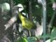 MacGillivrays Warbler (Oporornis tolmiei) 