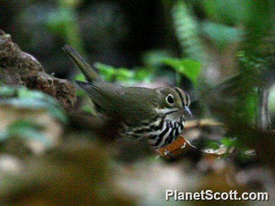 Ovenbird (Seiurus aurocapillus) 