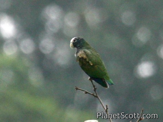 White-fronted Parrot (Amazona albifrons)