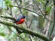Slate-throated Redstart (Myioborus miniatus) miniatus ssp.
