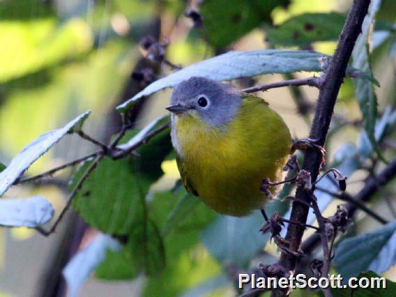 Nashville Warbler (Vermivora ruficapilla) 