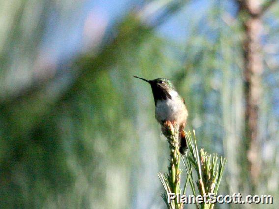 Bumblebee Hummingbird (Atthis heloisa) 