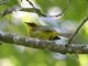Golden-browed Warbler (Basileuterus belli) 