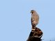 Roadside Hawk (Buteo magnirostris) 