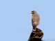 Roadside Hawk (Rupornis magnirostris) 