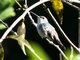 White-bellied Emerald (Amazilia candida) 