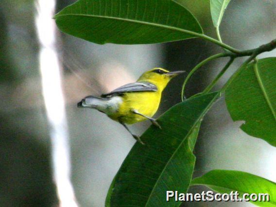 Blue-winged Warbler (Vermivora pinus) 