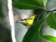 Blue-winged Warbler (Vermivora pinus) 