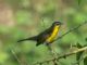 Yellow-breasted Chat (Icteria virens) 