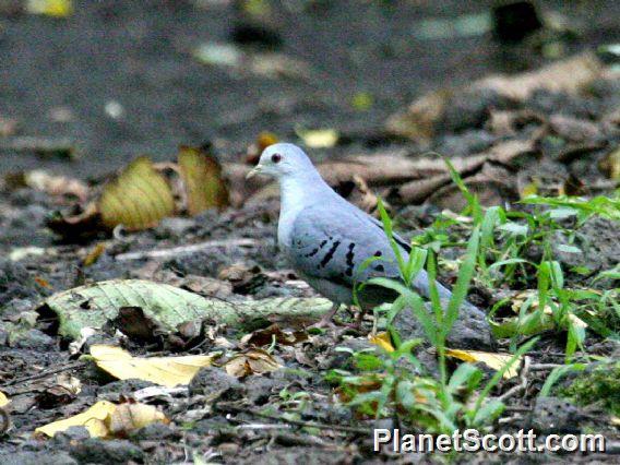 Blue Ground-Dove (Claravis pretiosa) 