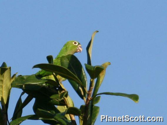 Olive-throated Parakeet (Eupsittula nana) 